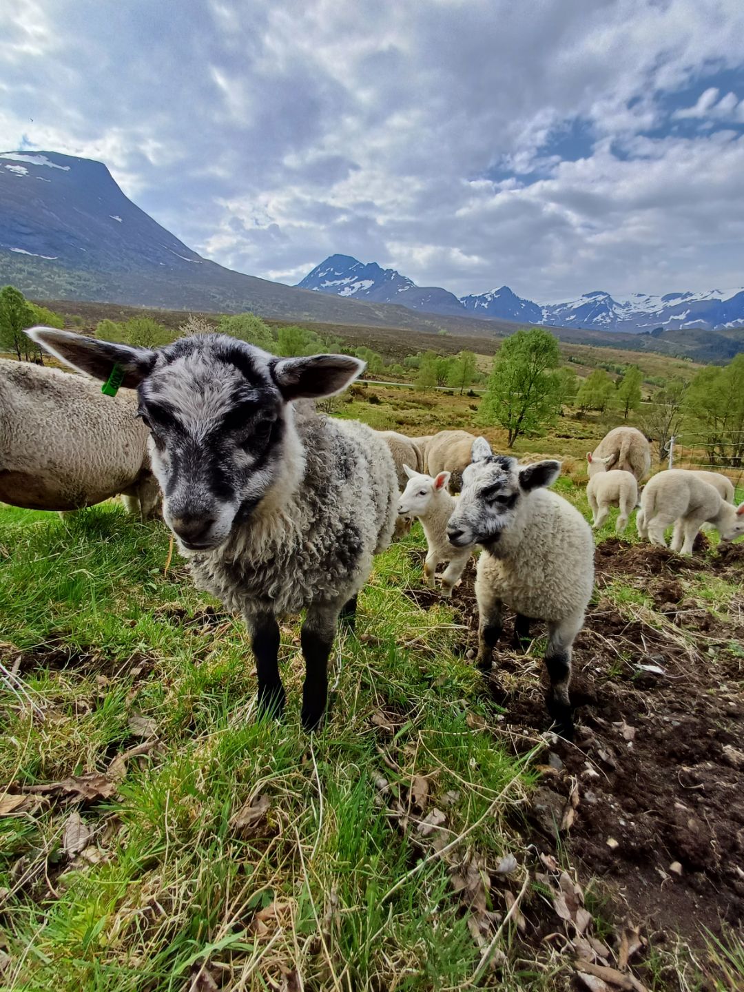 Lam og sauer med snødekte fjell i bakgrunnen